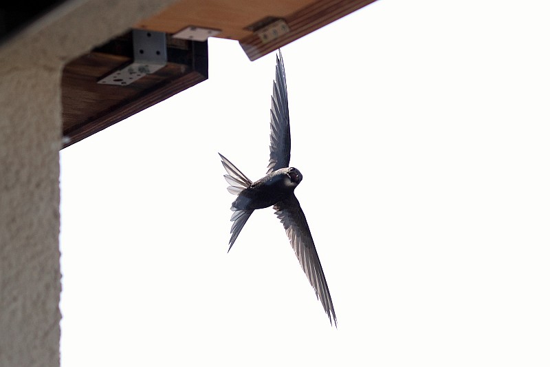 schneller Vorbeiflug